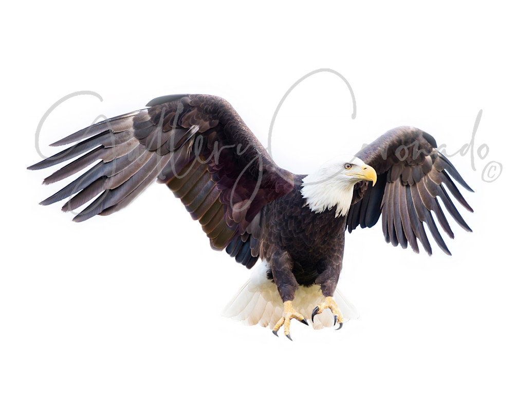 The Eagle Is Landing Art | GalleryCoronado