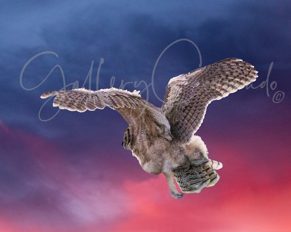 Flying Owl P Art | GalleryCoronado