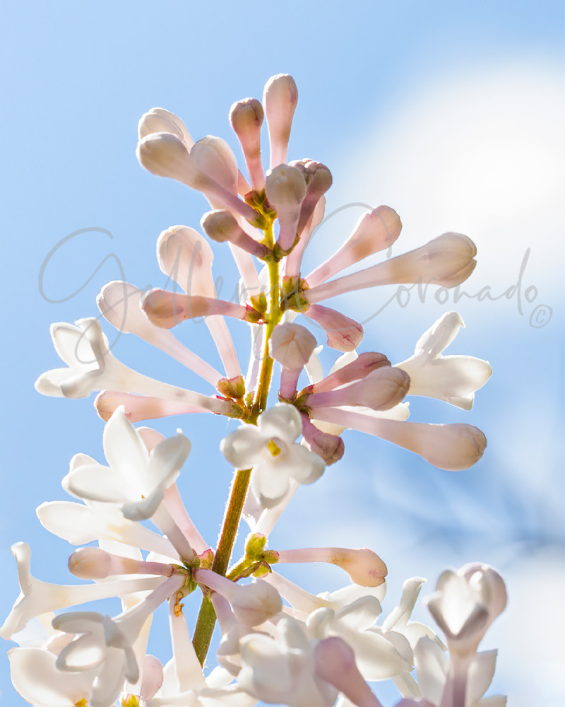 Alaskan Flower Art | GalleryCoronado