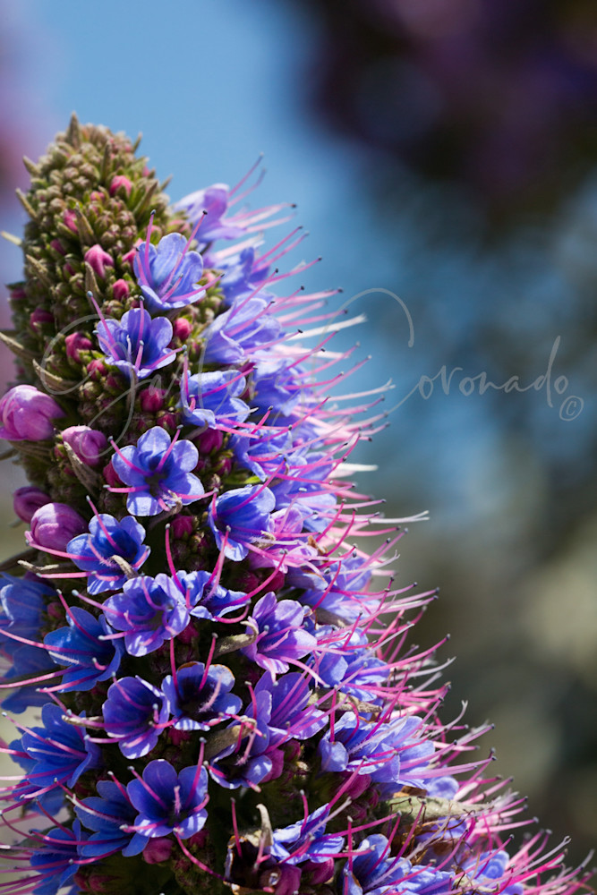 Lilac Locw Art | GalleryCoronado