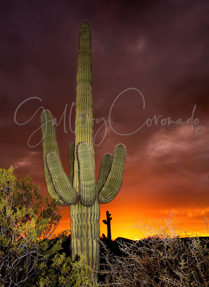 Sunlit Saguaro Art | GalleryCoronado
