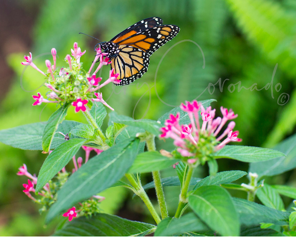 Monarch Butterfly Danaus Art | GalleryCoronado
