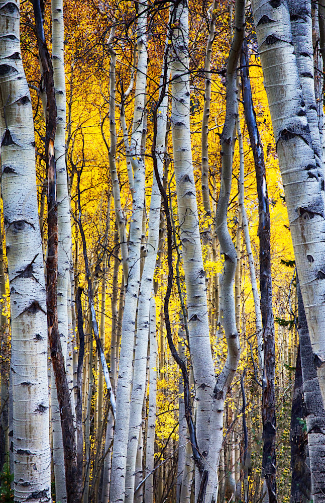 Aspens Art | GalleryCoronado
