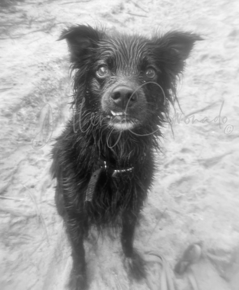 Dog 2514.Print Art | GalleryCoronado