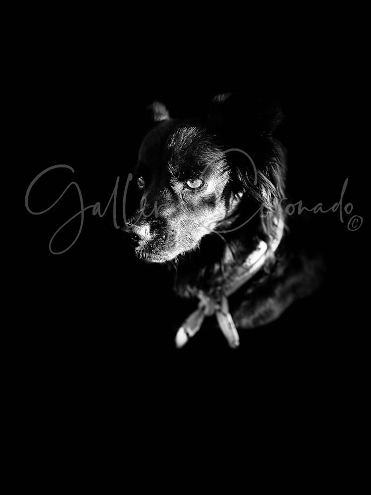 Dog In Dark 3386 Print Art | GalleryCoronado