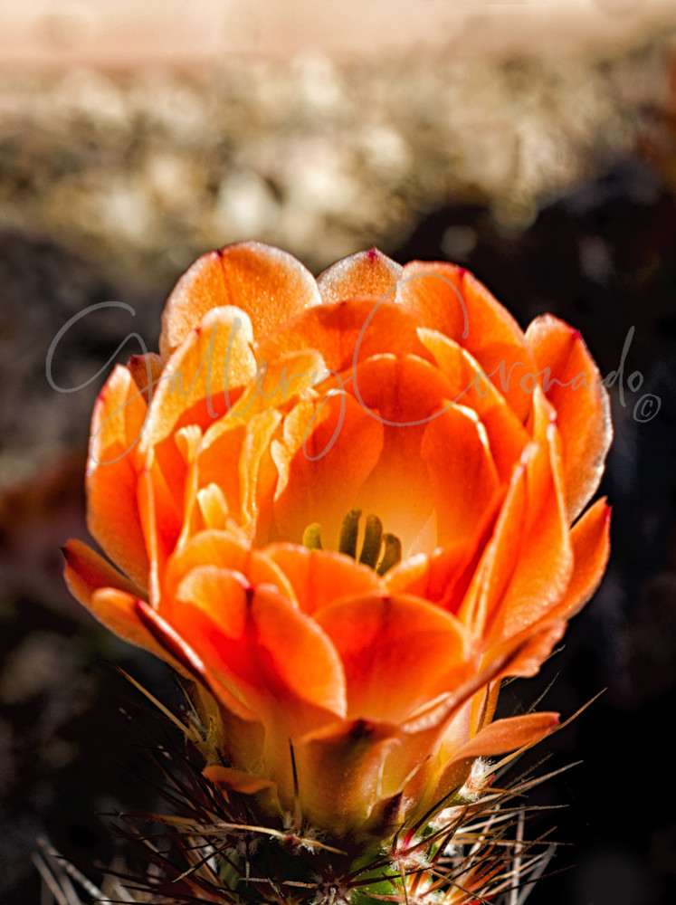Orange Burst Art | GalleryCoronado