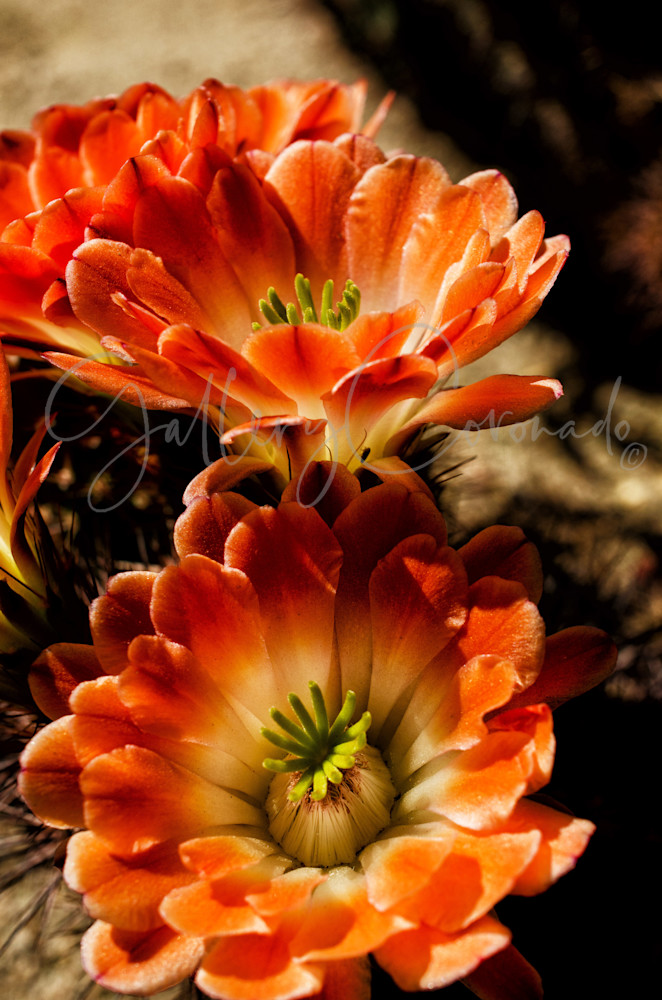 Cacti Duo Art | GalleryCoronado