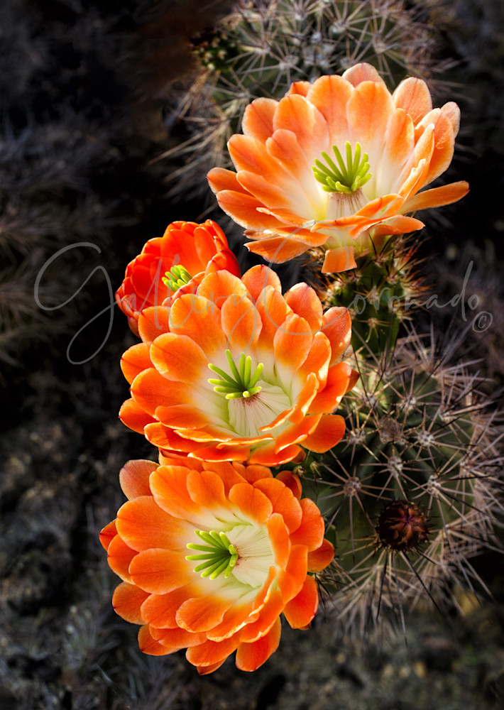 Cacti Orange Trio Art | GalleryCoronado
