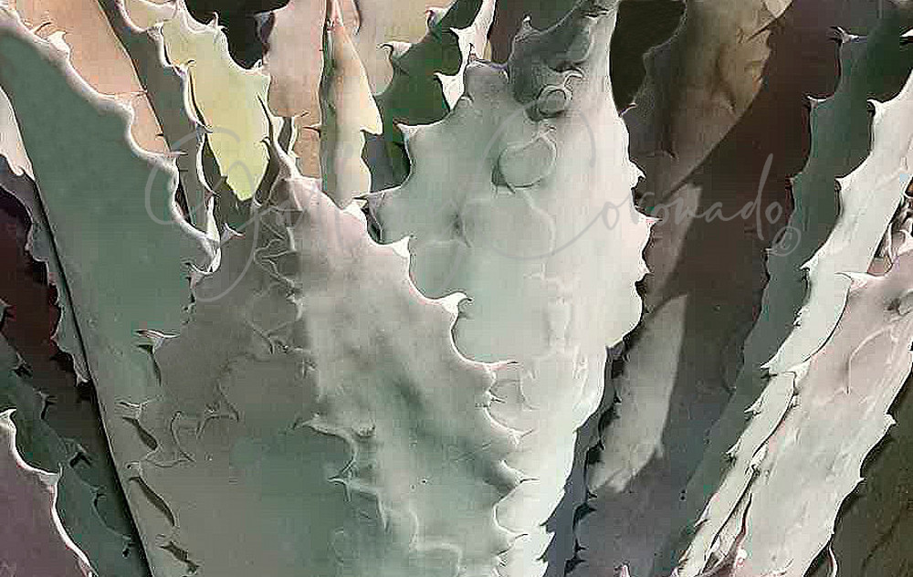 Succulent Art | GalleryCoronado