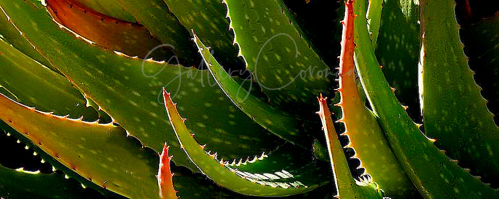 Aloe Art | GalleryCoronado