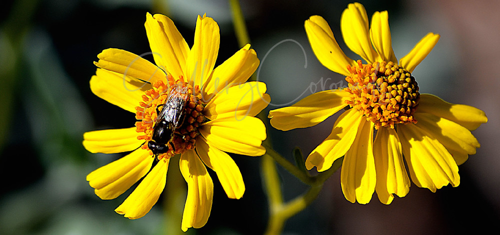 Bee Dazzled Art | GalleryCoronado