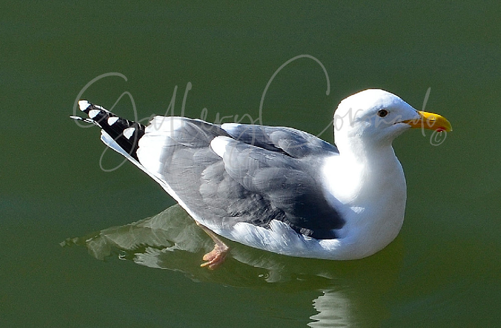A Lotta Gull Art | GalleryCoronado