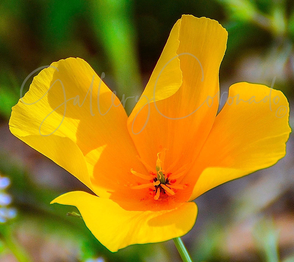 Mexican Poppy Art | GalleryCoronado