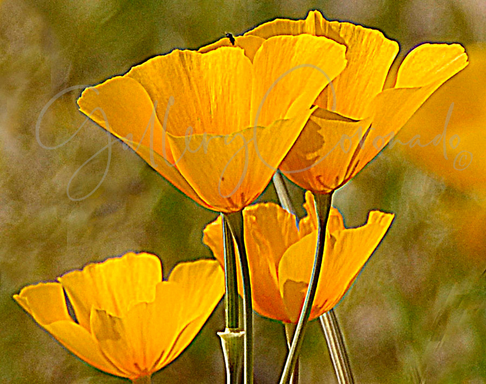 Poppies Up 0260 Art | GalleryCoronado