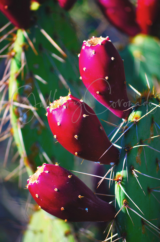 This Bud S 4 U Art | GalleryCoronado