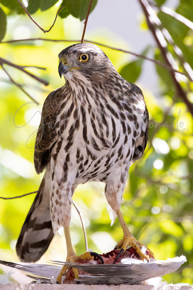 Hawk Feeding Art | GalleryCoronado