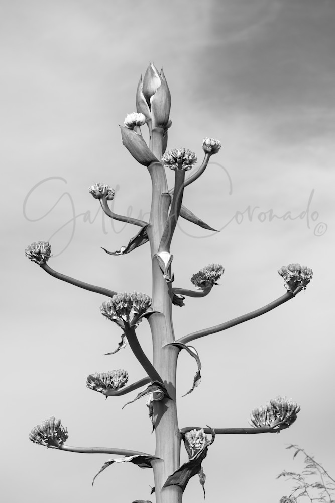 Blooming, Bw Art | GalleryCoronado
