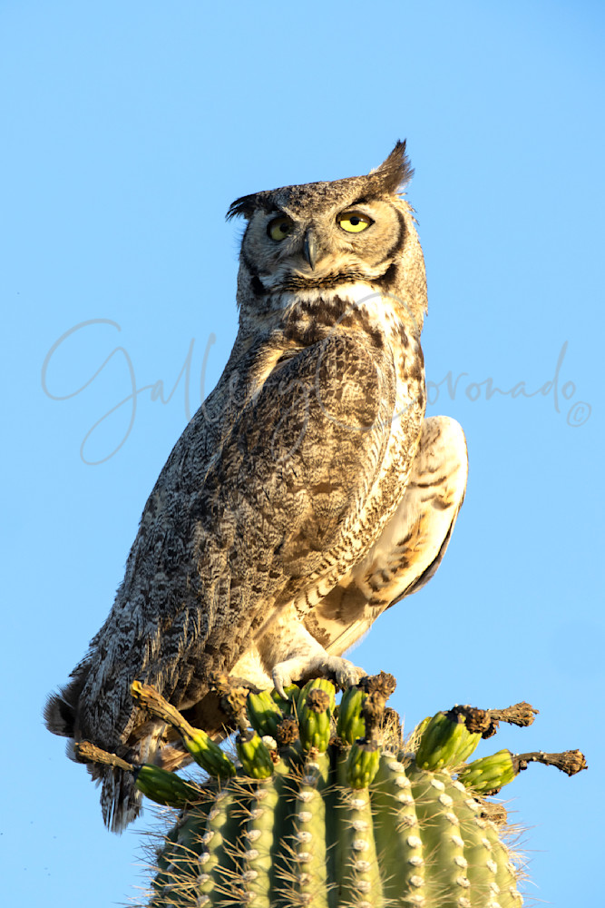 Owl Saguaro Art | GalleryCoronado