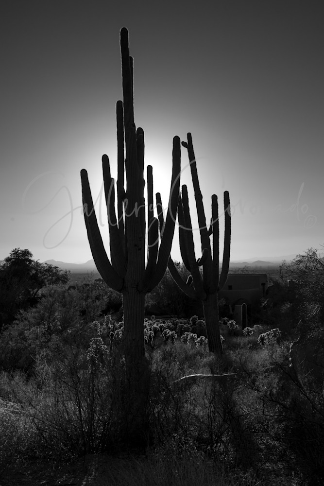 Saguaro Shadow, Bw Art | GalleryCoronado