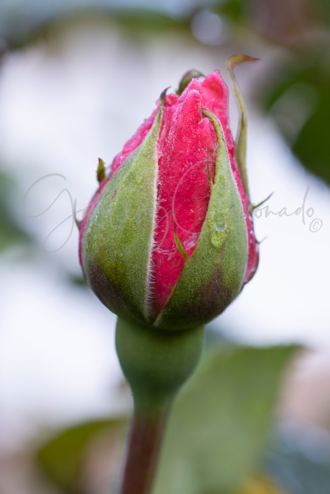 Dew Art | GalleryCoronado