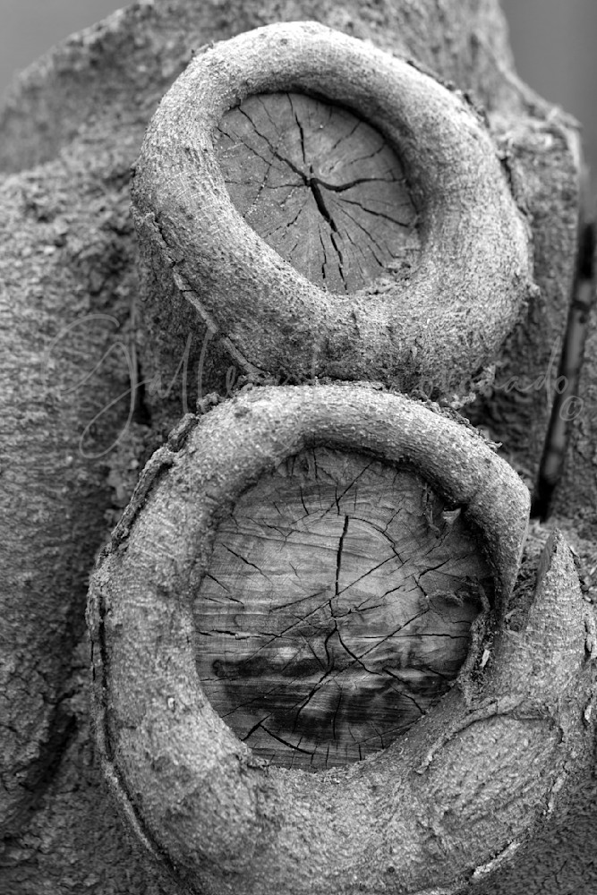 Tree Nodes Art | GalleryCoronado