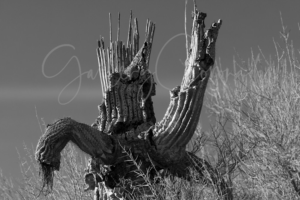 SaguaroSkeleton