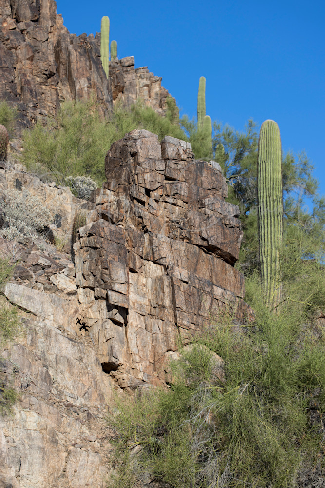 Mountain Saguaro Art | GalleryCoronado
