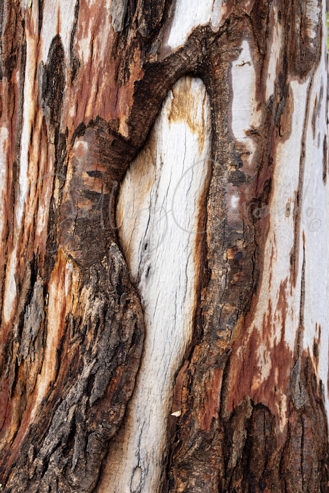 Bark Up A Tree, Piestewa Art | GalleryCoronado