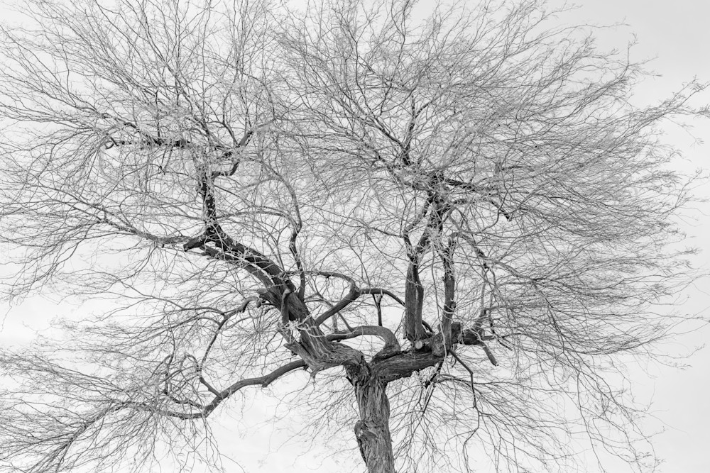 Palo Verde,  Bw Art | GalleryCoronado