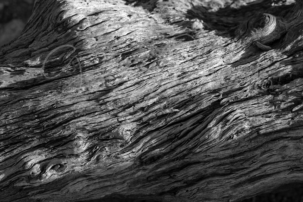GalleryCoronado_TreeTrunk