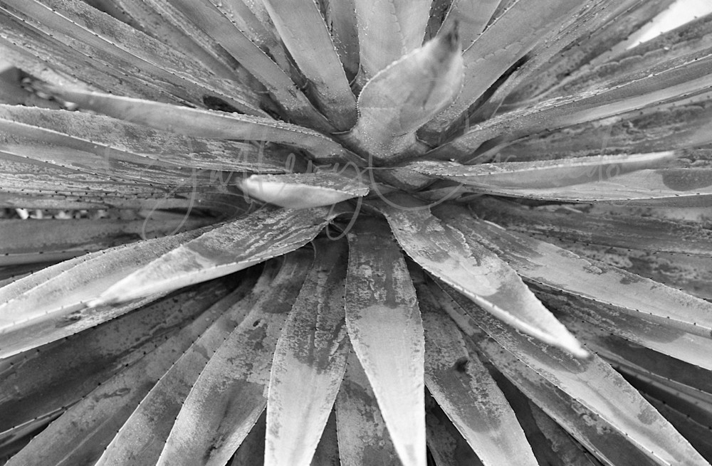 Silverfast Art | GalleryCoronado