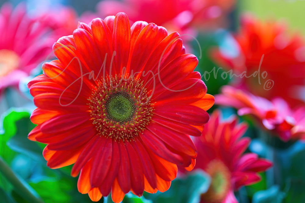 Gerbera Art | GalleryCoronado