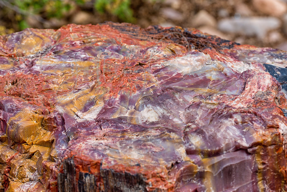 Petrified Art | GalleryCoronado