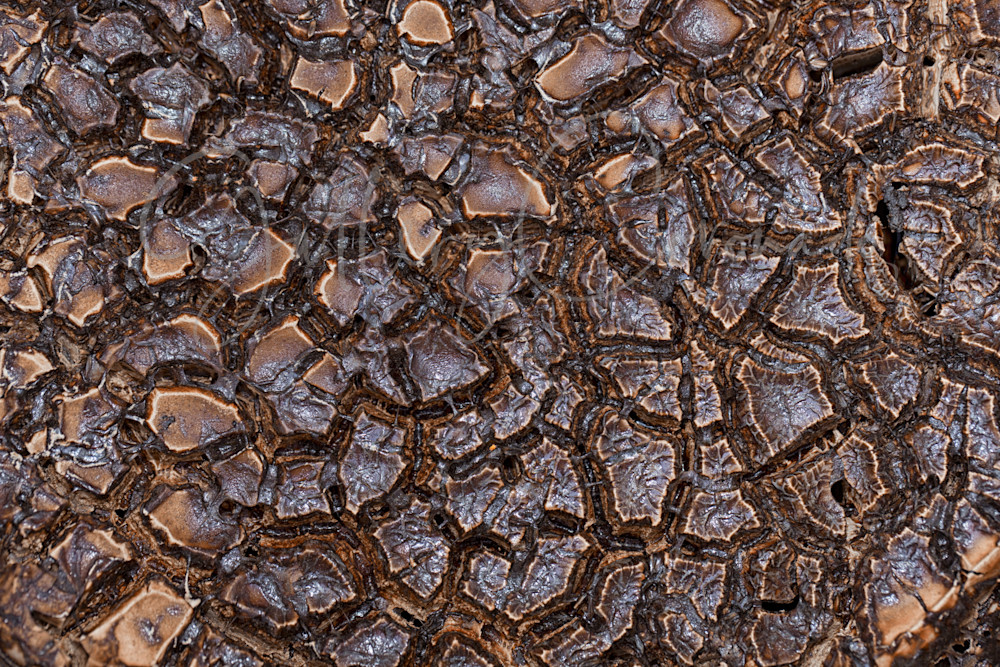 Marbled Art | GalleryCoronado