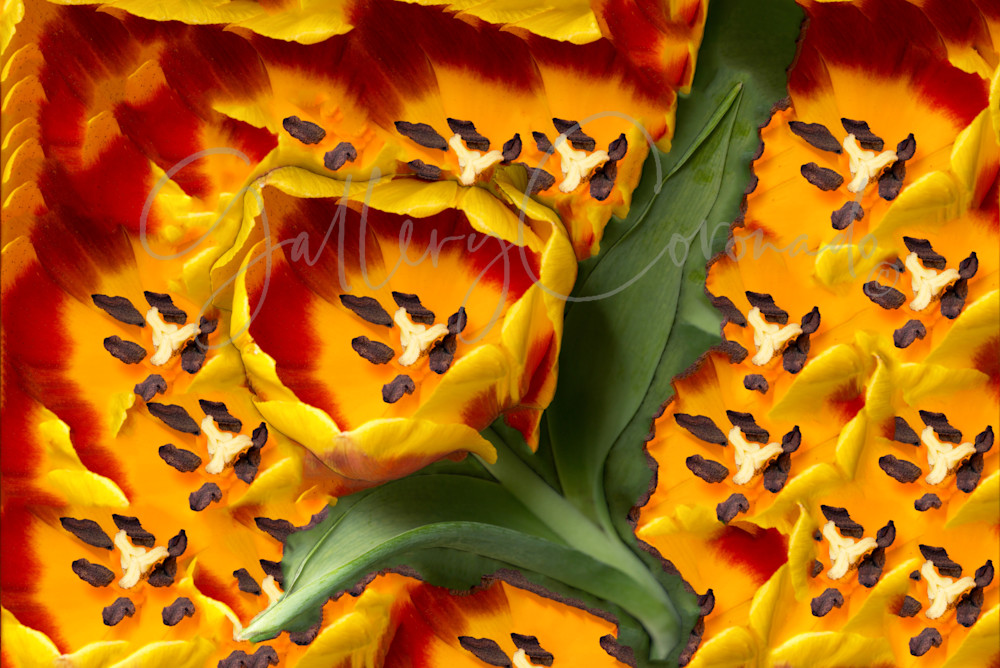 Petal Power, Stacked Art | GalleryCoronado