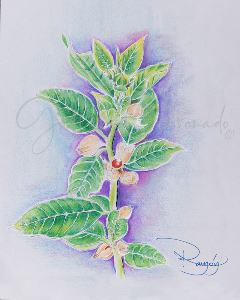 Ashwagandha Art | GalleryCoronado