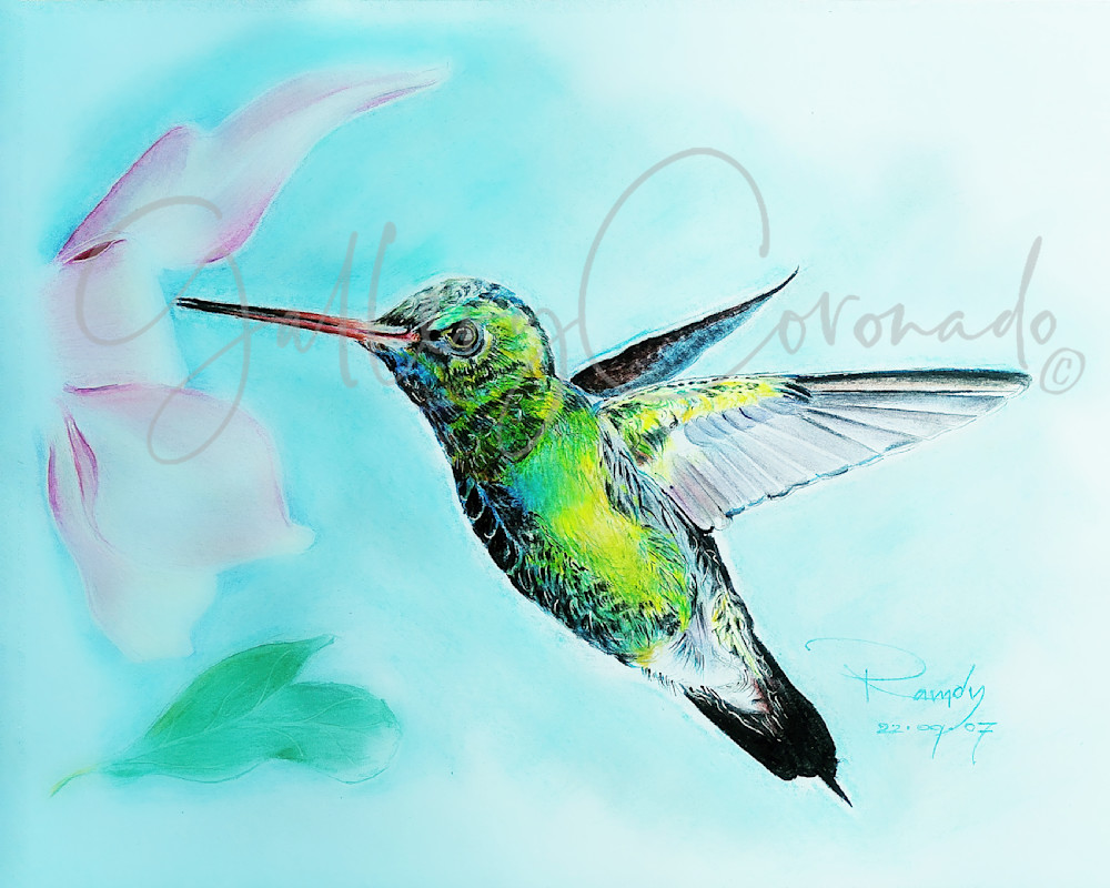 Hummingbird Art | GalleryCoronado