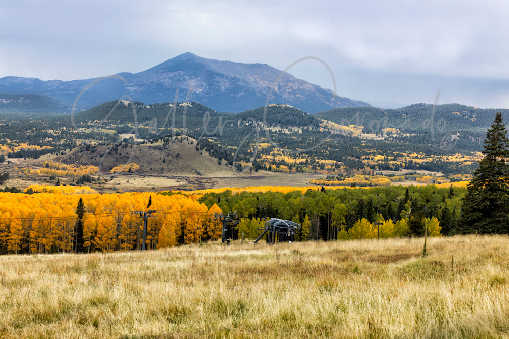 Aspens In The Canyon Art | GalleryCoronado