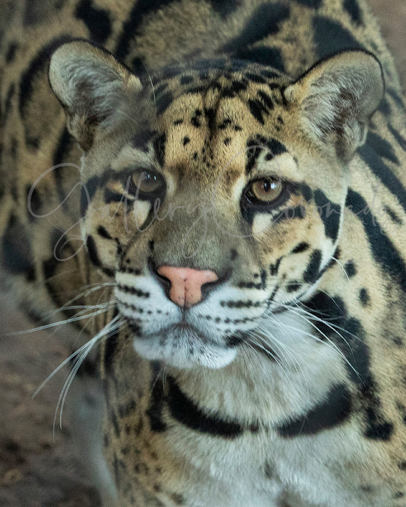Jr Clouded Leopard Art | GalleryCoronado
