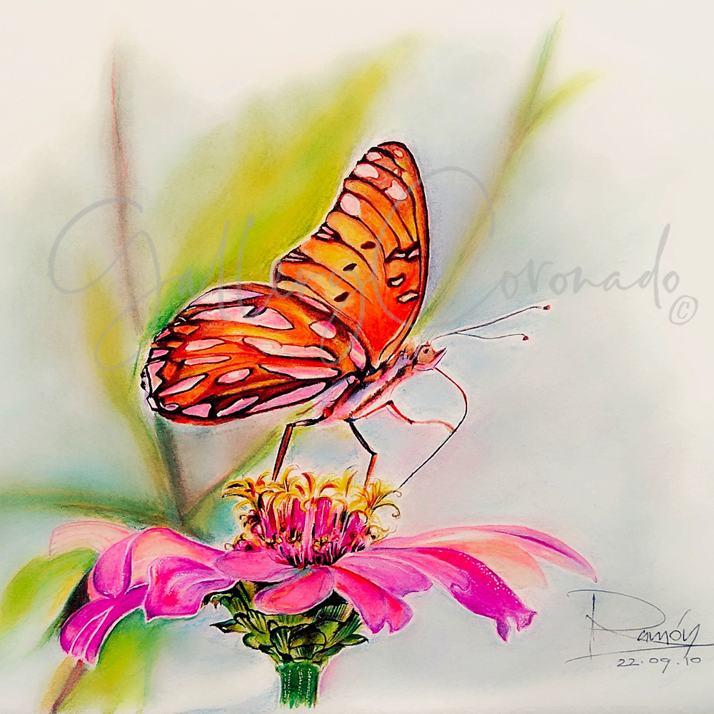 Tucson Butterfly Sq Rasika Rr 0909 P Art | GalleryCoronado