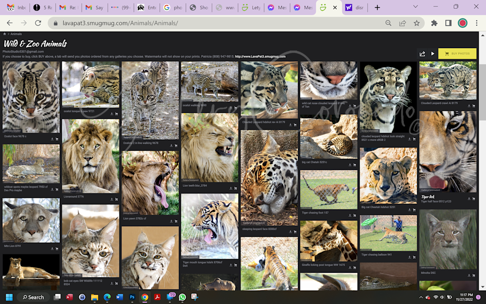 Wildcats Photos Patricia Art | GalleryCoronado