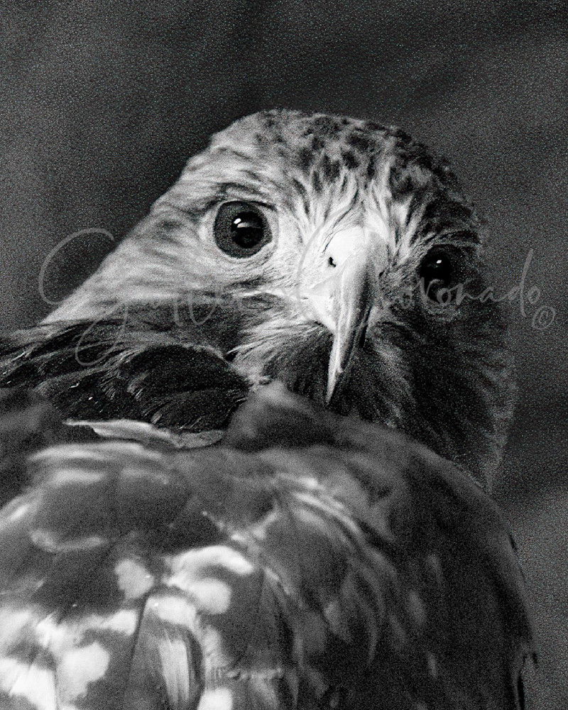 Hawk Back Look At U 913 914 Crop Art | GalleryCoronado