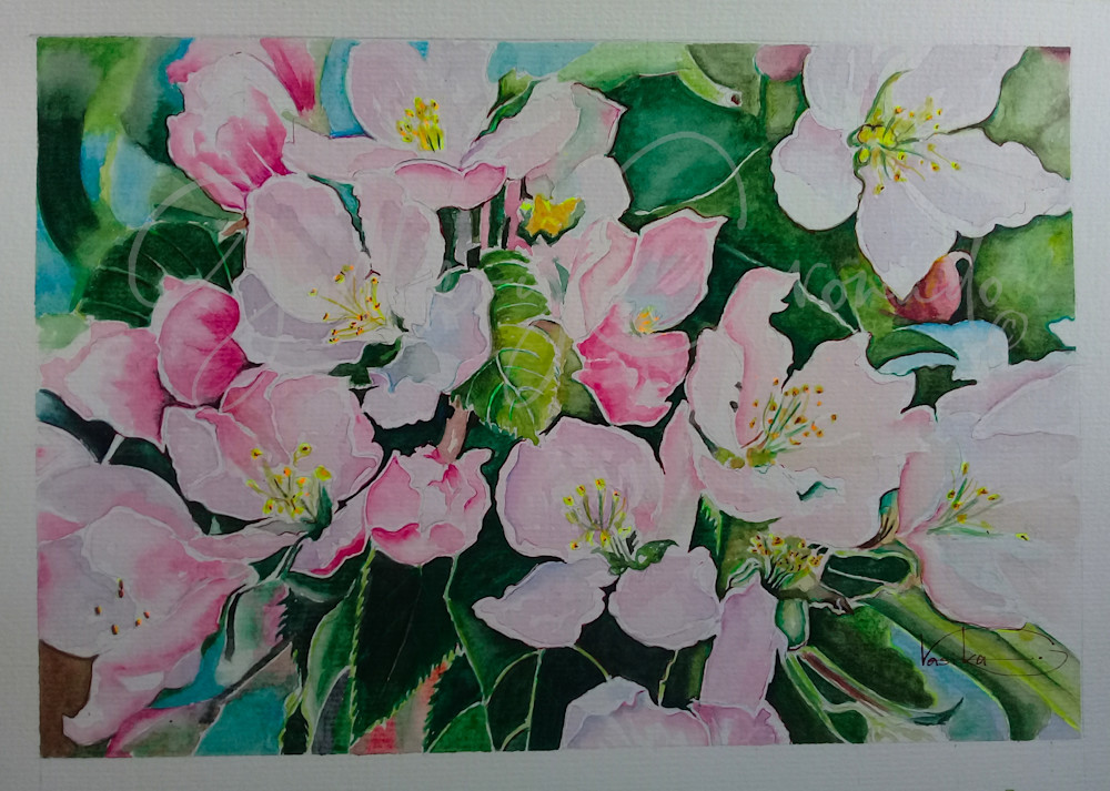 Apple Blossoms P Art | GalleryCoronado