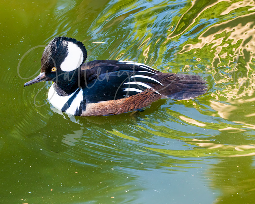 Hooded Merganser Duck AI 1345cf Pro C Art | GalleryCoronado