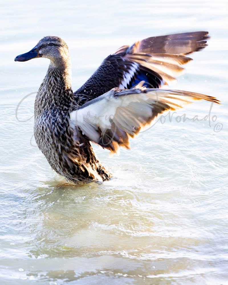 Duck Flapping Wings AI 0954 55 Pat Lam Art | GalleryCoronado