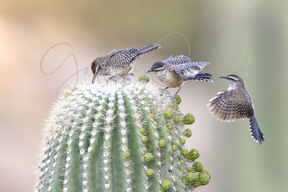 Three Bird Cactus Wren Art | GalleryCoronado