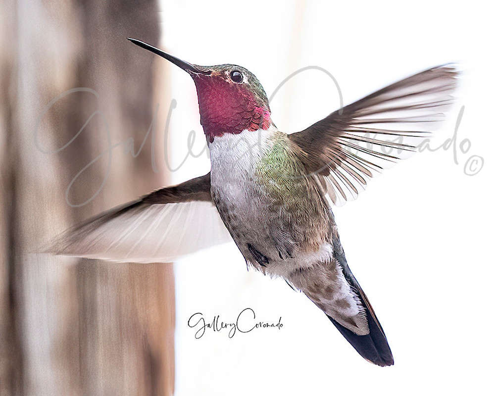 Hummingbird Flying A I Elmo 3738 Patricia Lam Art | GalleryCoronado