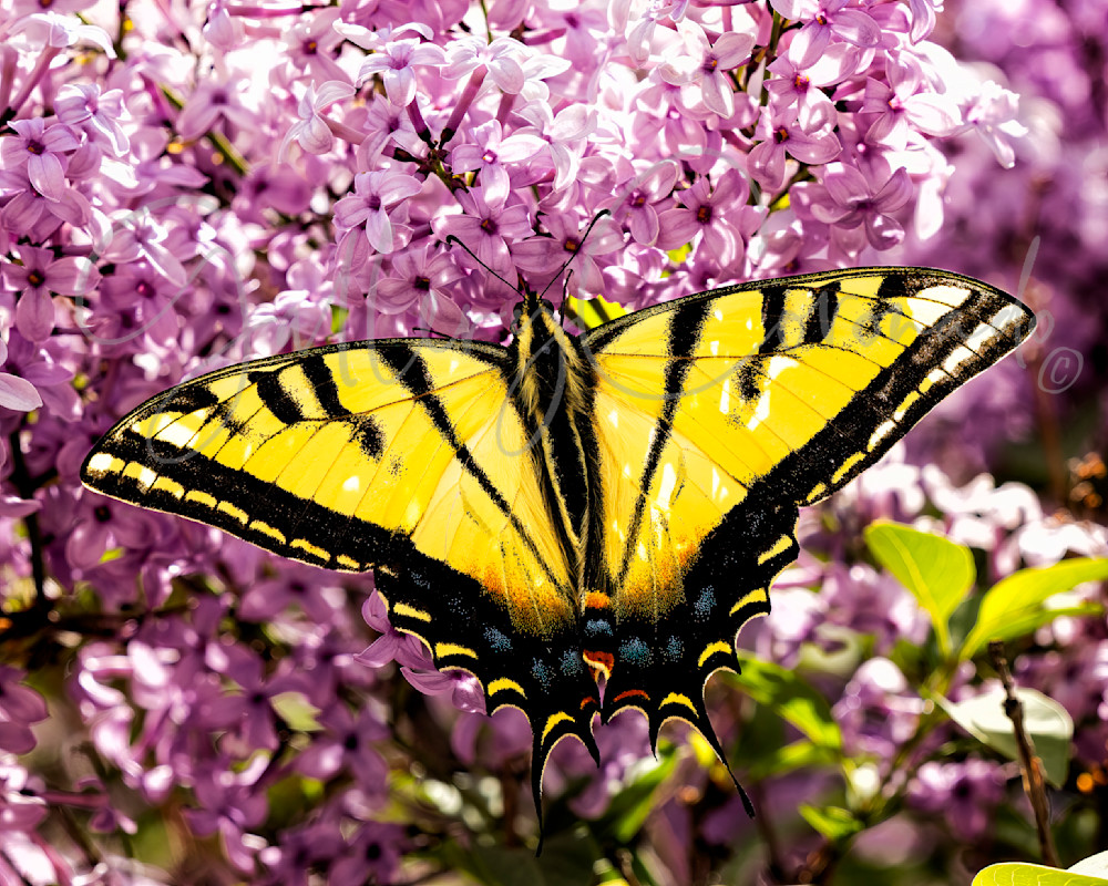 Swallowtail Butterfly Art | GalleryCoronado