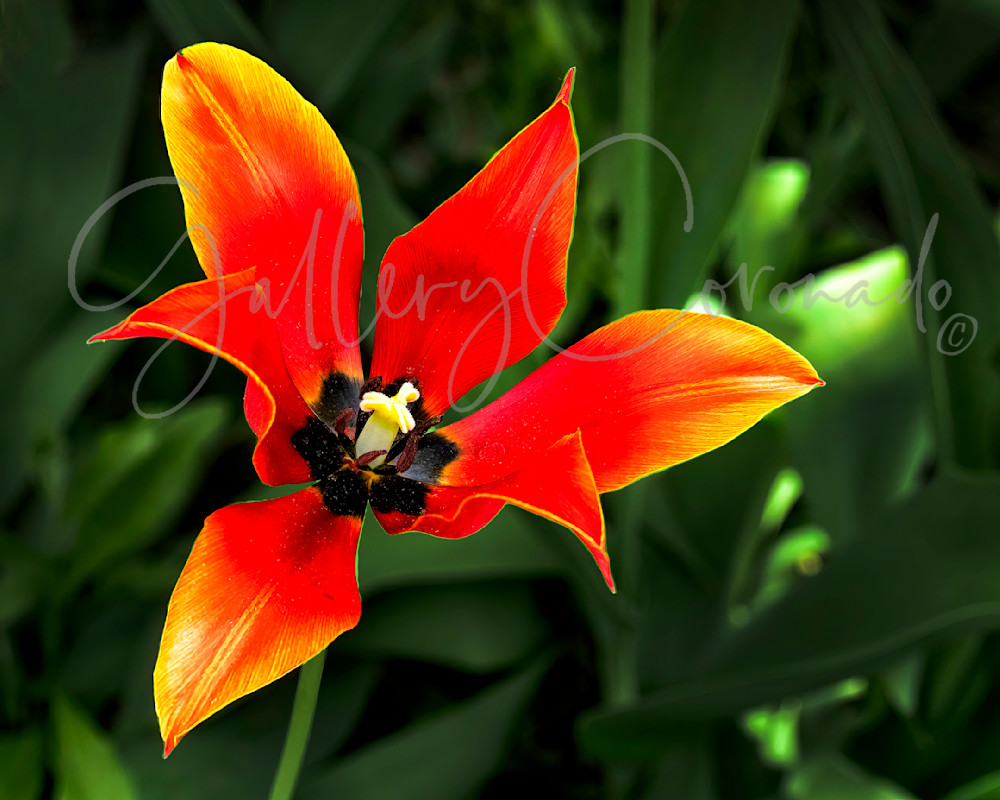 Tulip Art | GalleryCoronado