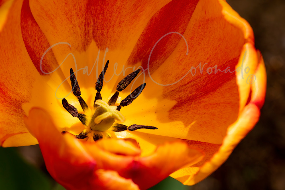 Tulip Center Art | GalleryCoronado
